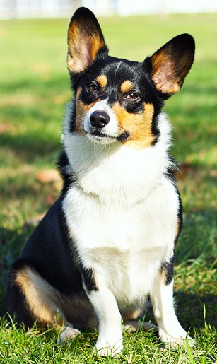 Franklin
