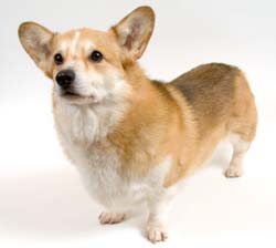 Pembroke Welsh Corgi
