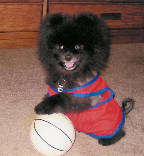 Elmo the Pomeranian