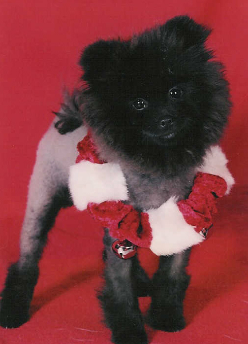 Elmo the Pomeranian
