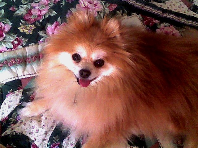 Pomeranian: Duchess Tia Maria