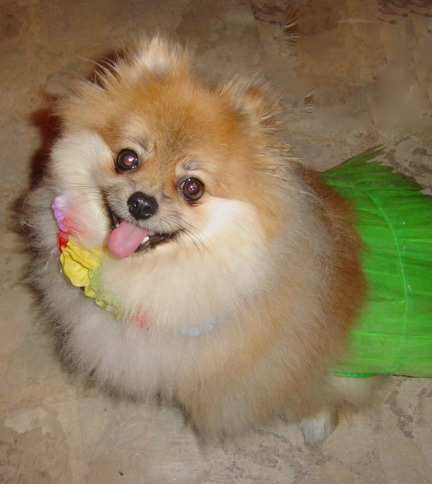 Oscar, the Pomeranian