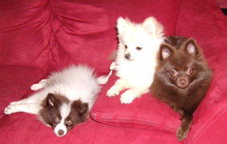 Ramses, Seti, and Isis the Pomeranians