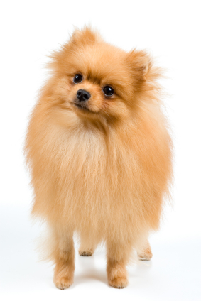 Pomeranian