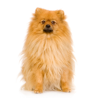 Pomeranian