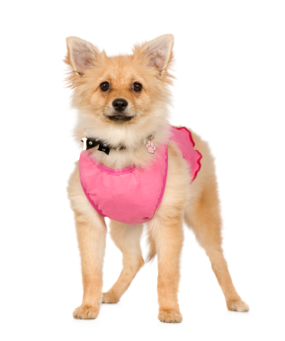 Pomeranian