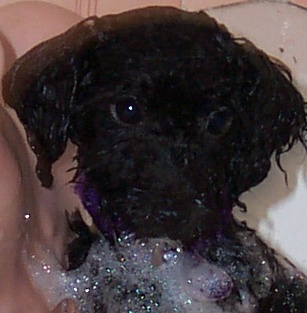 Poppy, the Toy Poodle