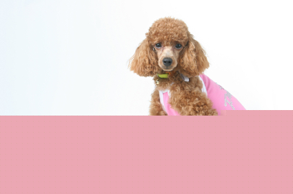 Toy Poodle