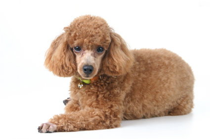 Toy Poodle