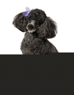 Toy Poodle
