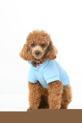 Poodle (Toy)