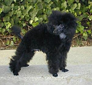 Toy Poodle