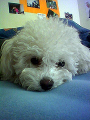 Toy Poodle