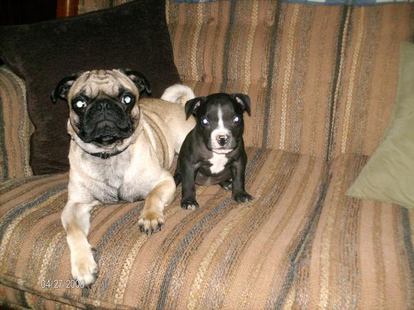 Otis the Pug