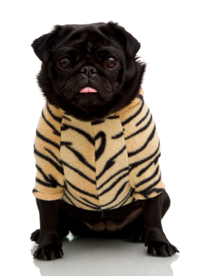 Pug