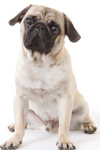 Pug