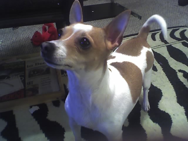 bella