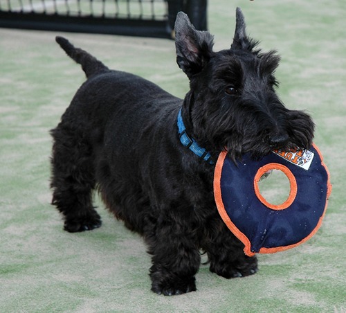 June, the Scottish Terrier