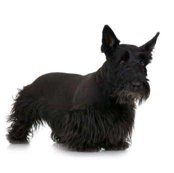 Scottish Terrier