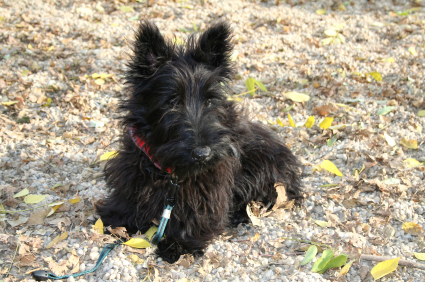 Scottish Terrier