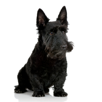Scottish Terrier