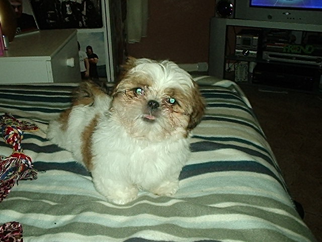 Bert
