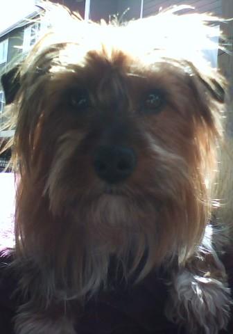 Bruno