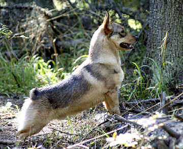 Swedish Vallhund