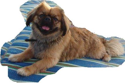 Chinky, the Tibetan Spaniel