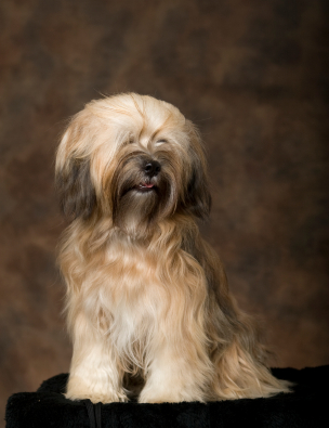 Tibetan Spaniel
