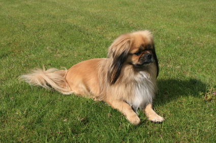 Tibetan Spaniel