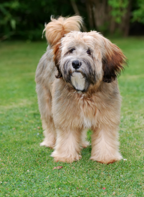 Tibetan Terrier