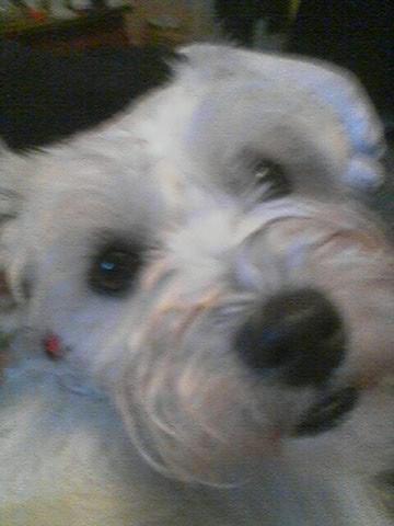 Angel, the West Highland White Terrier