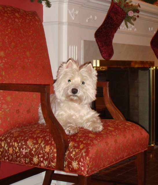 Jack, the West Highland White Terrier