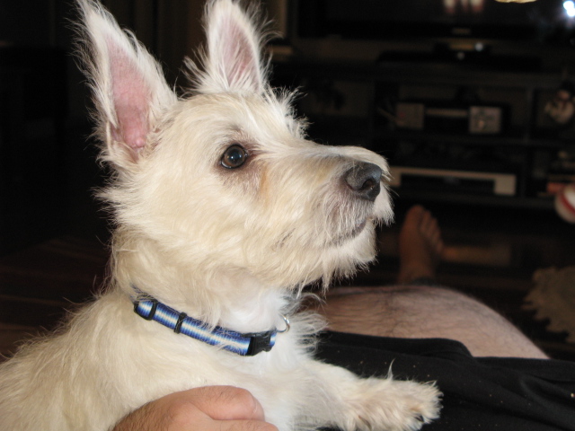 Buster, the West Highland White Terrier