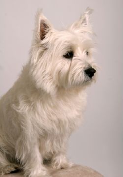cooper