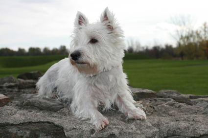 West Highland White Terrier