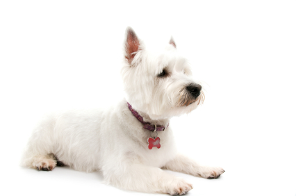 West Highland White Terrier