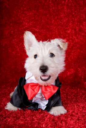 West Highland White Terrier