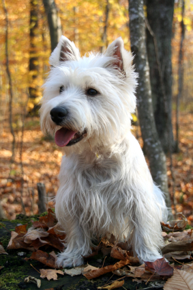 West Highland White Terrier