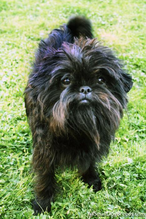 Affenpinscher