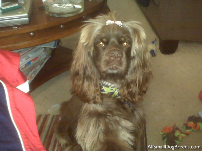 Dixie