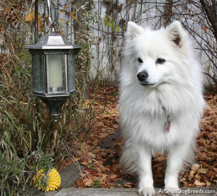 American Eskimo Dog (Toy)