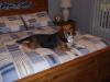 shiloh