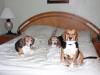 shiloh,junior,and buddy