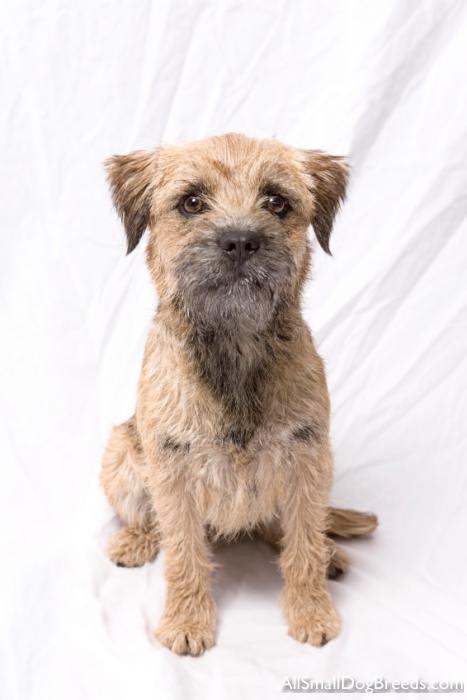 Border Terrier