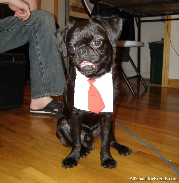 Galileo, the Brussels Griffon