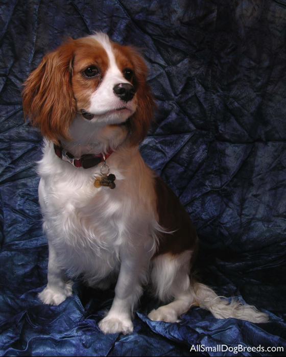 Cavalier King Charles Spaniel