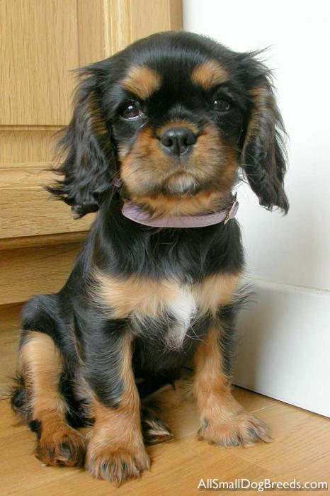 Cavalier King Charles Spaniel