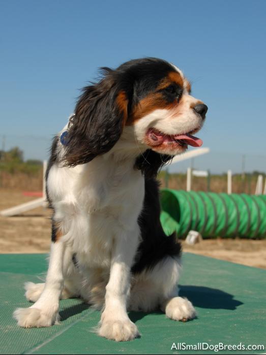 Cavalier King Charles Spaniel